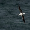 Albatros Sanforduv - Diomedea sanfordi - Northern Royal Albatros 7702